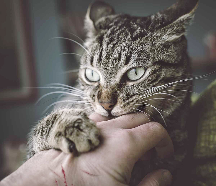 Kedilerde Davranış Sorunları