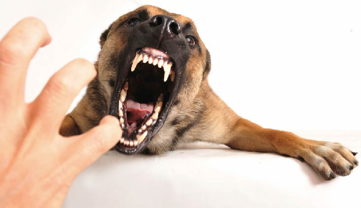 Köpeklerde Saldırganlık