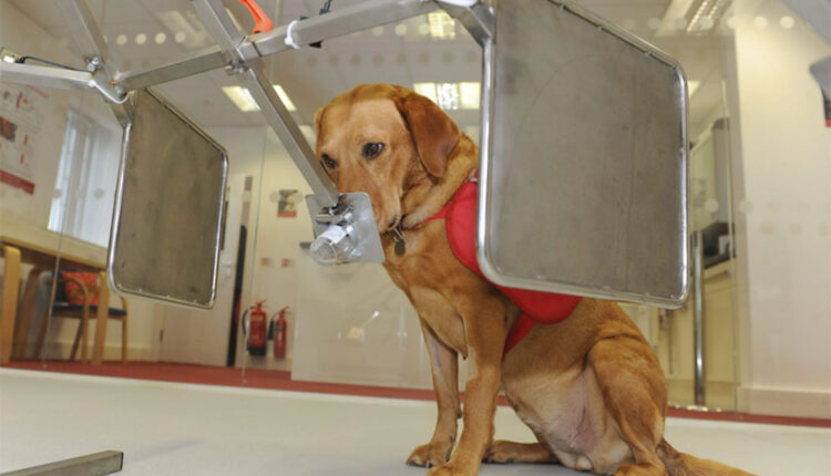 Köpeklerde Akciğer Yangısı