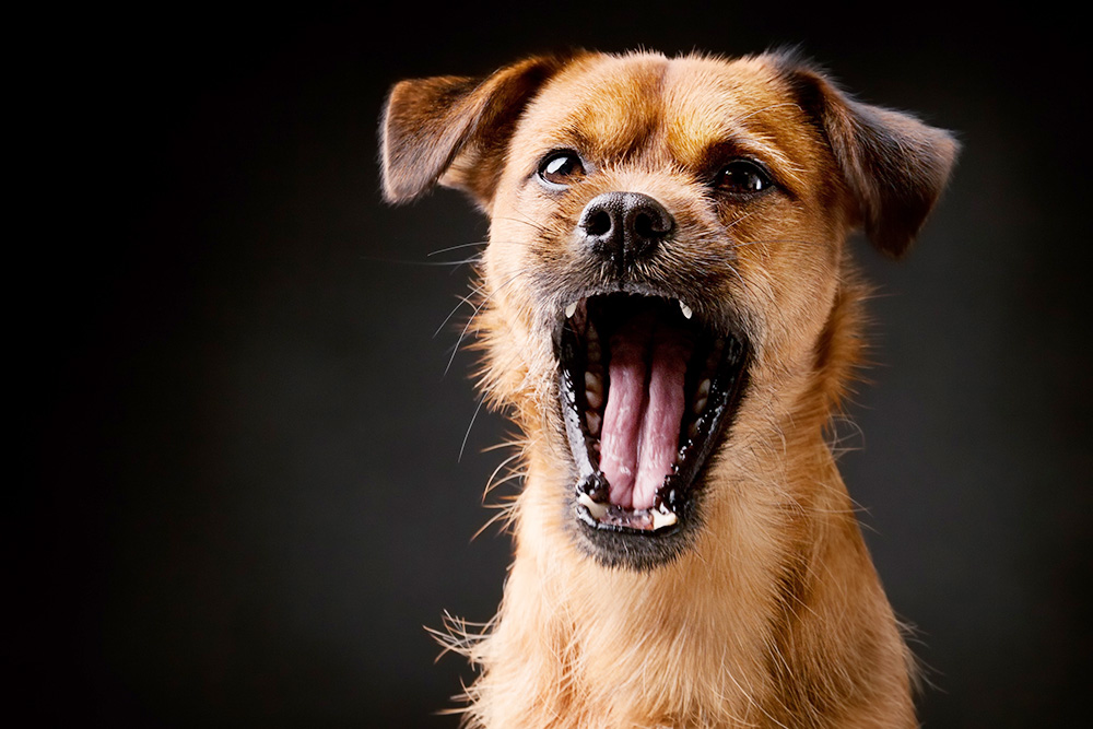 Köpeklerde Aşırı Havlama ve Önüne Geçilmesi