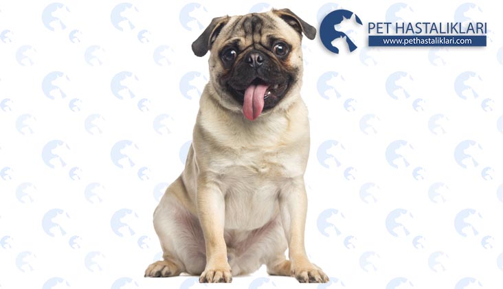 Pug