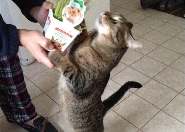 Az Önce Hediye Alan Bir Kedi