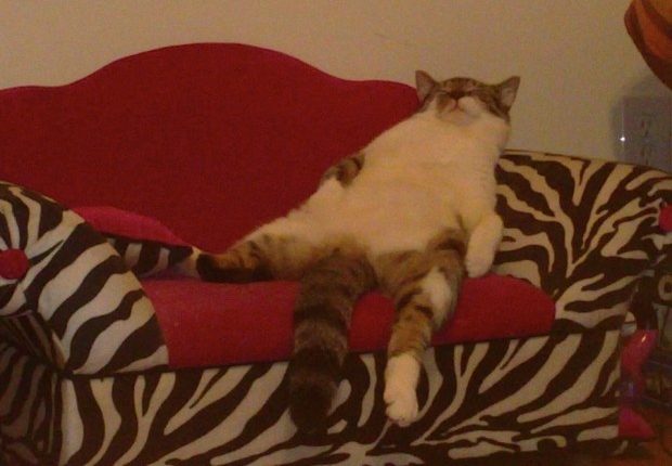 Bu Kedi Tatilde