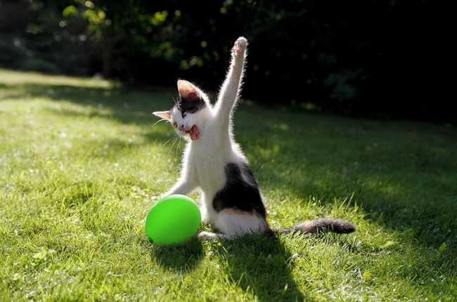 Çaresiz Kedi