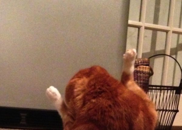 Cat Rotisserie Tavuğu