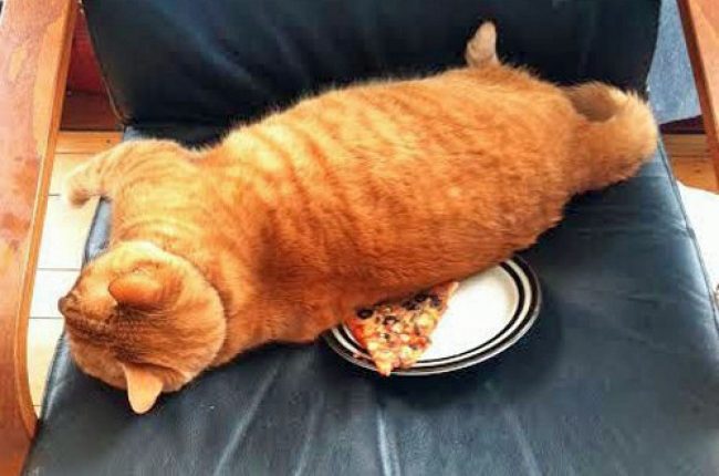 Cumartesi Sabahı Kedi