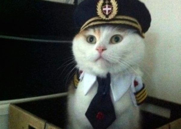 Kaptan Kedi