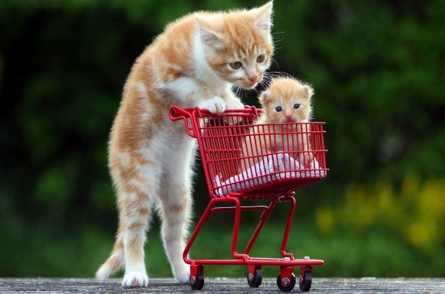 Kedi Bakıcısı Anne