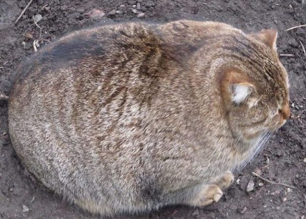 Kedi Ve Ekmek