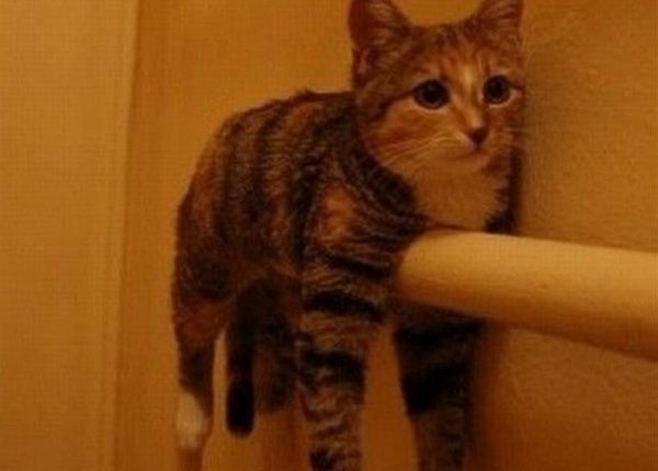 Monoray Bir Kedi