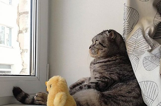 Umutsuz Kedi Nicky